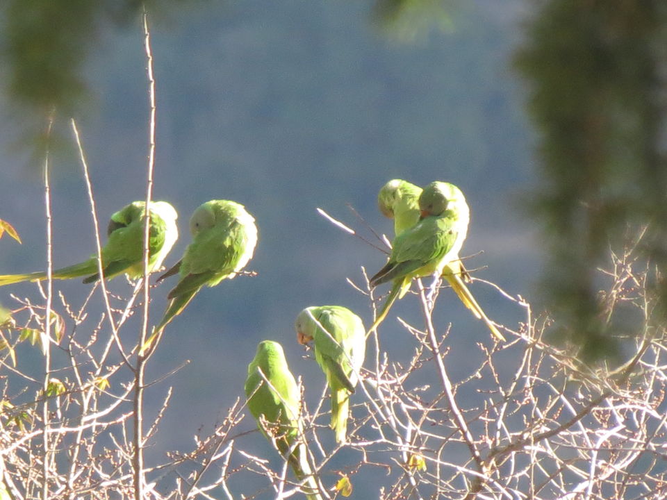 Photo of Bird Watching at Pangot 36/87 by arneb banerjee