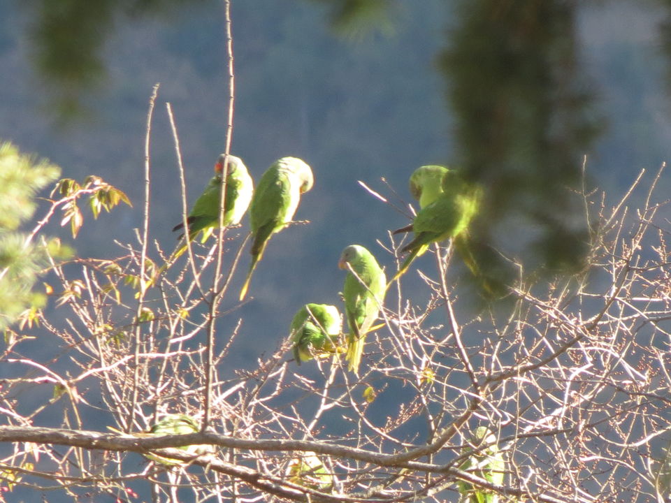 Photo of Bird Watching at Pangot 37/87 by arneb banerjee