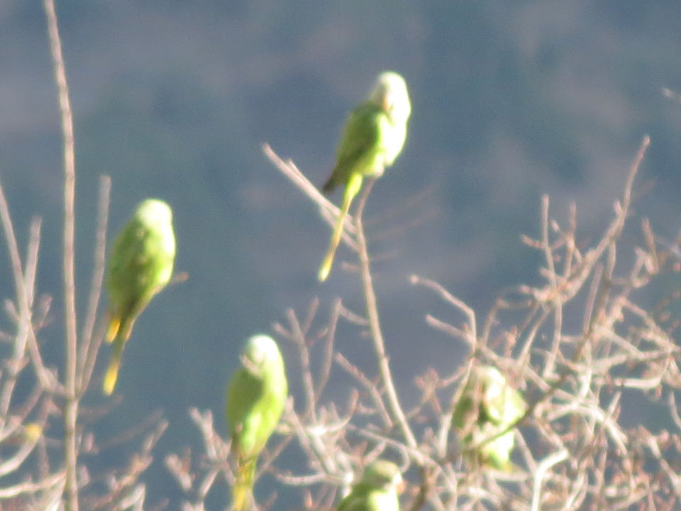 Photo of Bird Watching at Pangot 39/87 by arneb banerjee