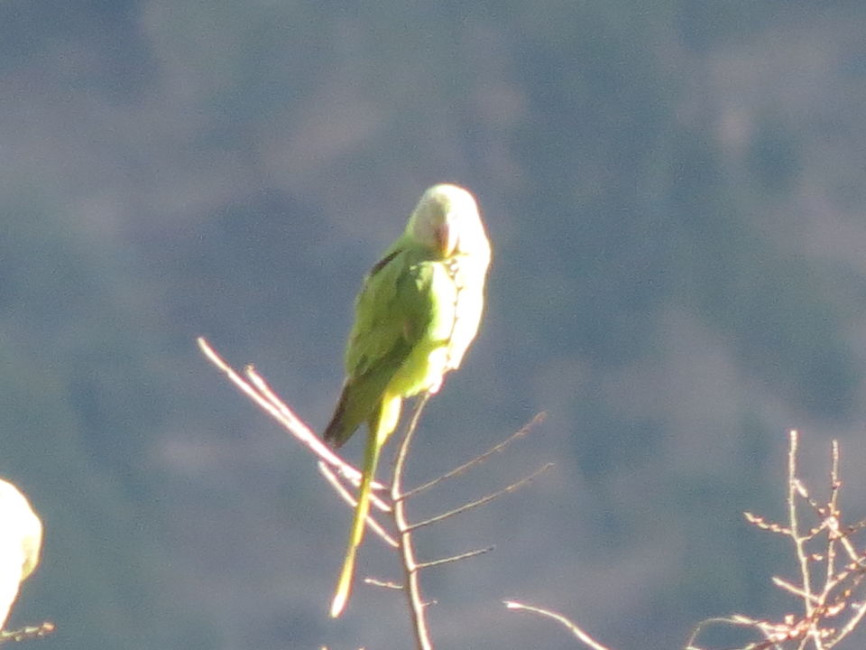Photo of Bird Watching at Pangot 40/87 by arneb banerjee