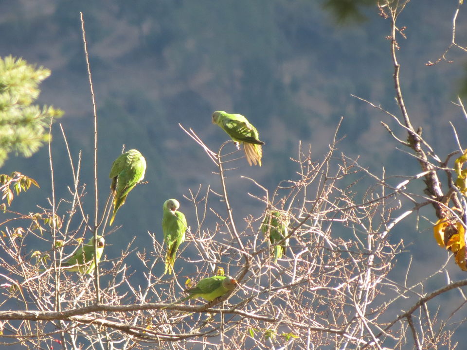 Photo of Bird Watching at Pangot 41/87 by arneb banerjee