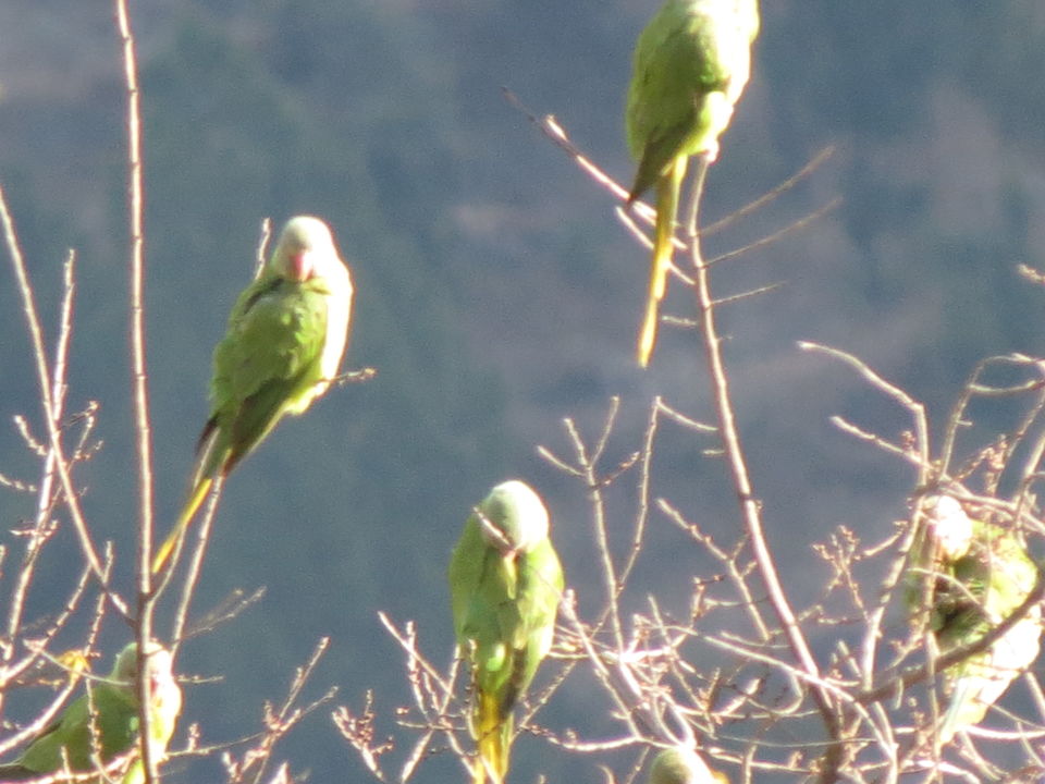 Photo of Bird Watching at Pangot 42/87 by arneb banerjee