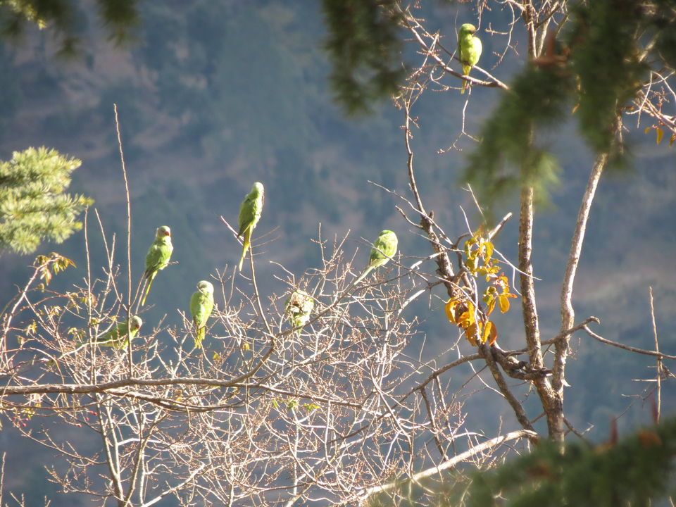 Photo of Bird Watching at Pangot 43/87 by arneb banerjee