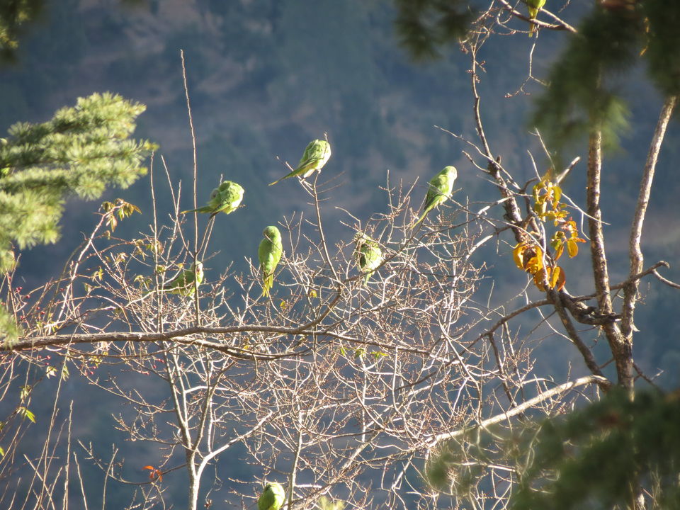 Photo of Bird Watching at Pangot 44/87 by arneb banerjee