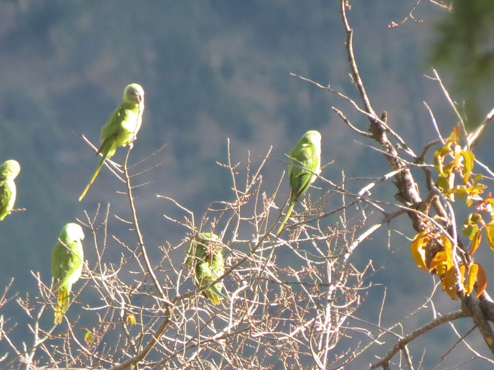 Photo of Bird Watching at Pangot 45/87 by arneb banerjee