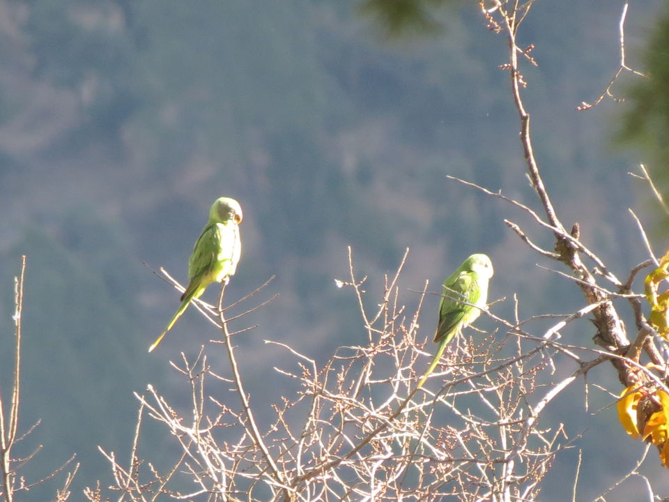 Photo of Bird Watching at Pangot 46/87 by arneb banerjee