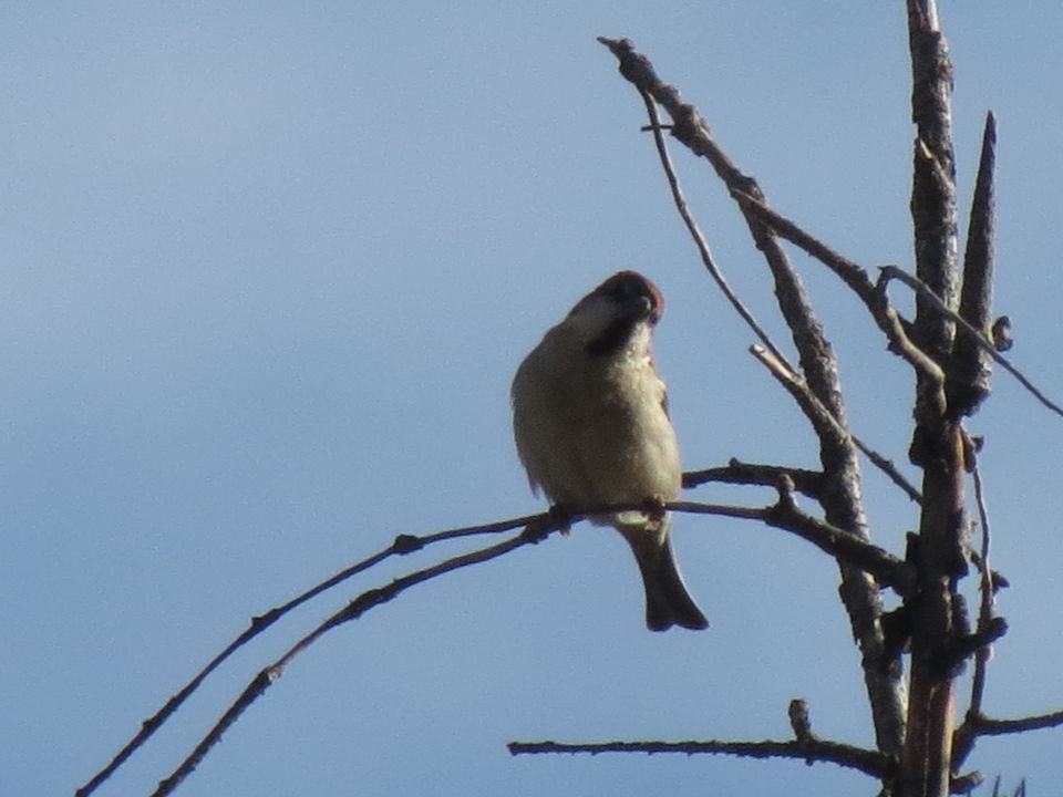 Photo of Bird Watching at Pangot 48/87 by arneb banerjee
