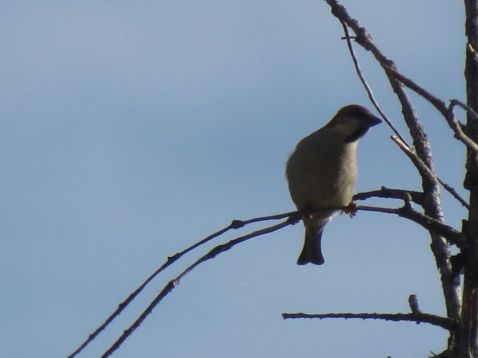 Photo of Bird Watching at Pangot 49/87 by arneb banerjee