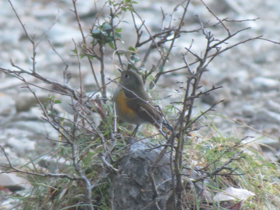 Photo of Bird Watching at Pangot 50/87 by arneb banerjee