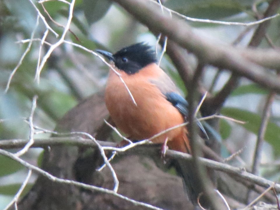 Photo of Bird Watching at Pangot 51/87 by arneb banerjee