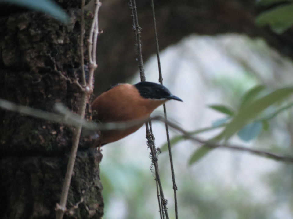 Photo of Bird Watching at Pangot 52/87 by arneb banerjee