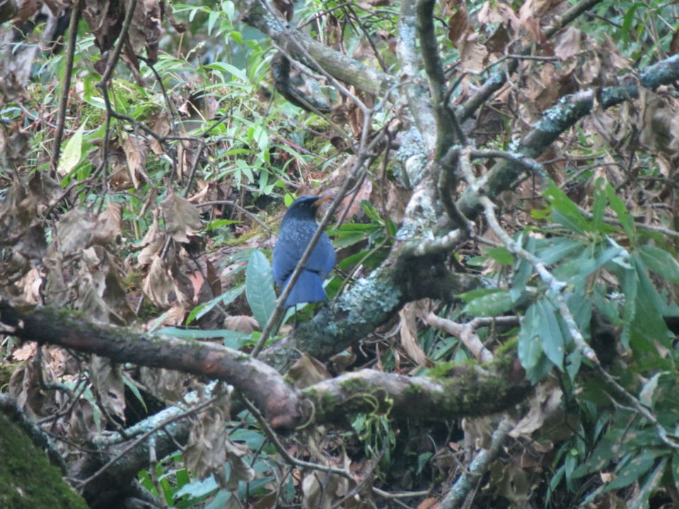 Photo of Bird Watching at Pangot 53/87 by arneb banerjee