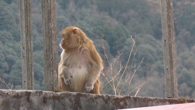 Photo of Bird Watching at Pangot 54/87 by arneb banerjee