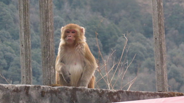 Photo of Bird Watching at Pangot 55/87 by arneb banerjee