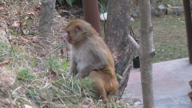 Photo of Bird Watching at Pangot 56/87 by arneb banerjee