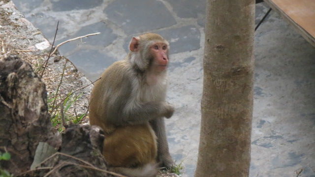 Photo of Bird Watching at Pangot 58/87 by arneb banerjee