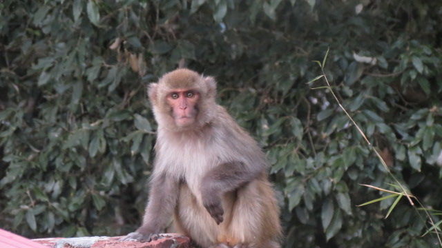 Photo of Bird Watching at Pangot 59/87 by arneb banerjee