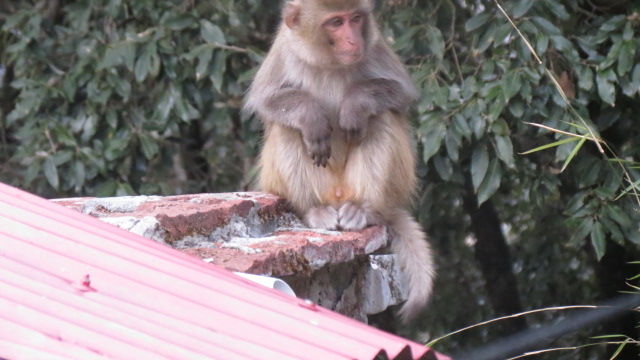 Photo of Bird Watching at Pangot 60/87 by arneb banerjee