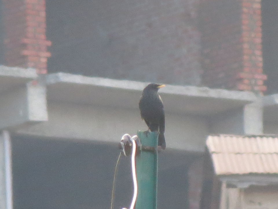 Photo of Bird Watching at Pangot 61/87 by arneb banerjee