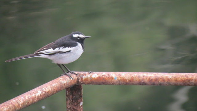 Photo of Bird Watching at Pangot 62/87 by arneb banerjee