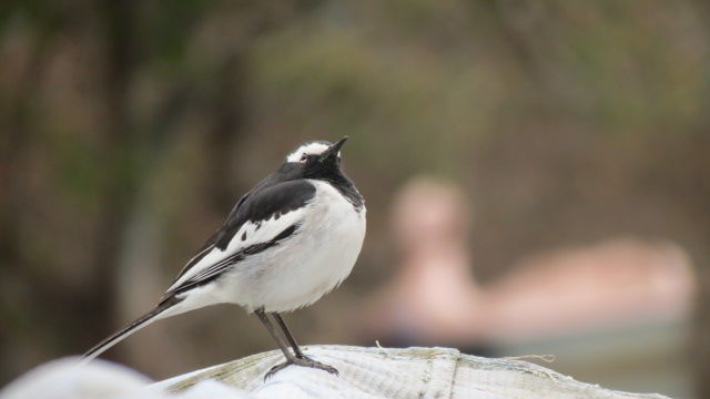 Photo of Bird Watching at Pangot 63/87 by arneb banerjee