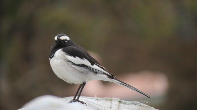 Photo of Bird Watching at Pangot 64/87 by arneb banerjee