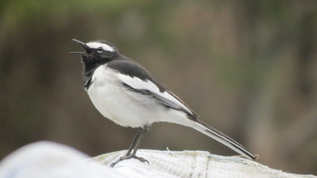 Photo of Bird Watching at Pangot 65/87 by arneb banerjee