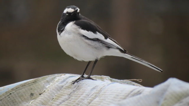 Photo of Bird Watching at Pangot 66/87 by arneb banerjee