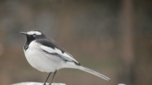 Photo of Bird Watching at Pangot 67/87 by arneb banerjee
