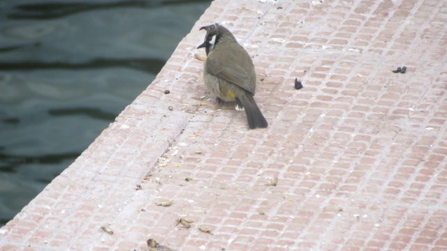Photo of Bird Watching at Pangot 68/87 by arneb banerjee