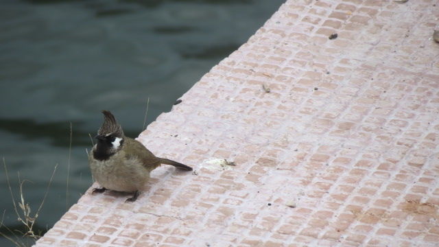 Photo of Bird Watching at Pangot 69/87 by arneb banerjee
