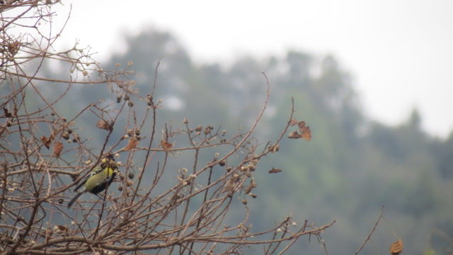 Photo of Bird Watching at Pangot 70/87 by arneb banerjee