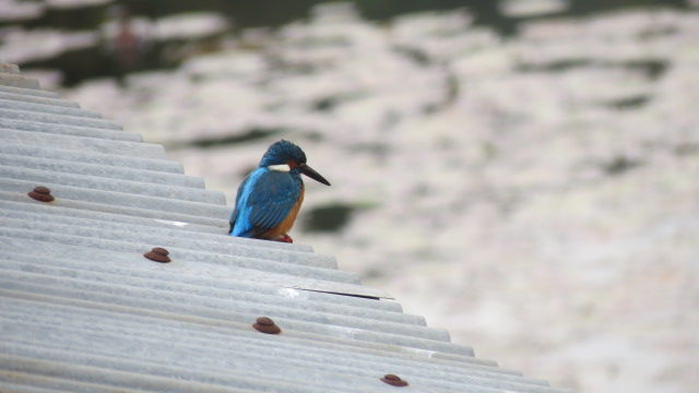 Photo of Bird Watching at Pangot 71/87 by arneb banerjee