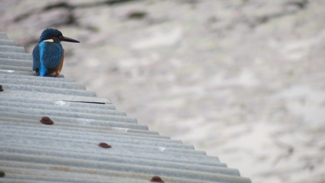 Photo of Bird Watching at Pangot 72/87 by arneb banerjee