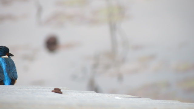 Photo of Bird Watching at Pangot 73/87 by arneb banerjee