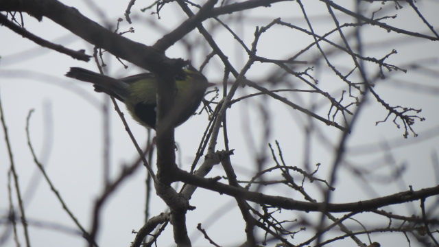 Photo of Bird Watching at Pangot 74/87 by arneb banerjee
