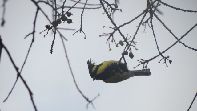 Photo of Bird Watching at Pangot 75/87 by arneb banerjee