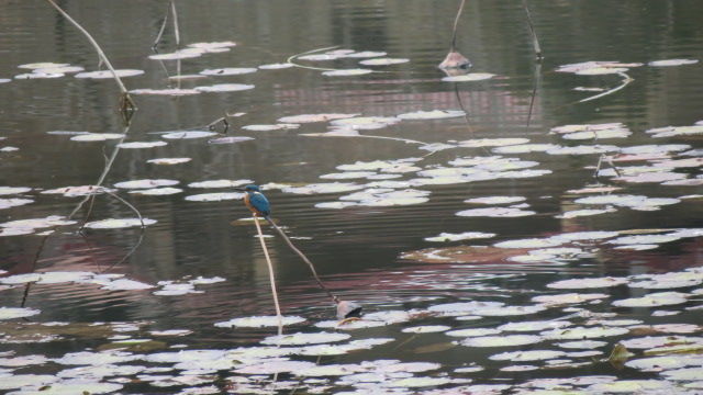 Photo of Bird Watching at Pangot 76/87 by arneb banerjee