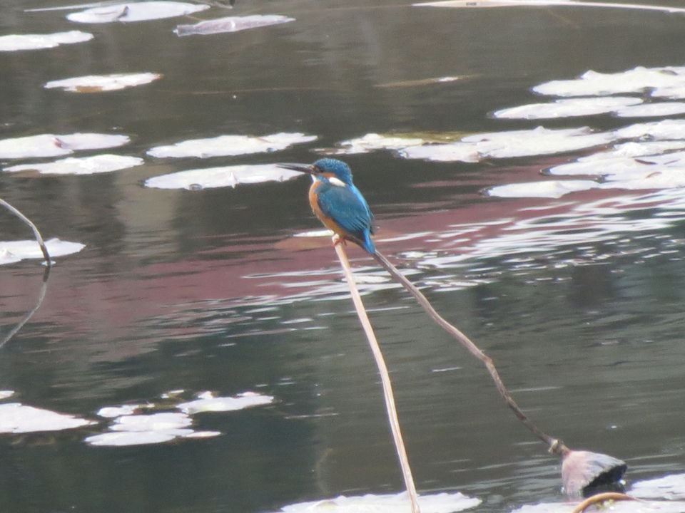 Photo of Bird Watching at Pangot 77/87 by arneb banerjee