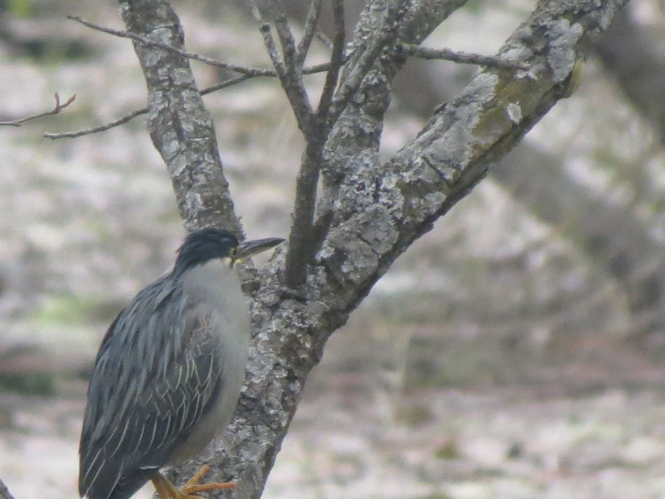 Photo of Bird Watching at Pangot 78/87 by arneb banerjee