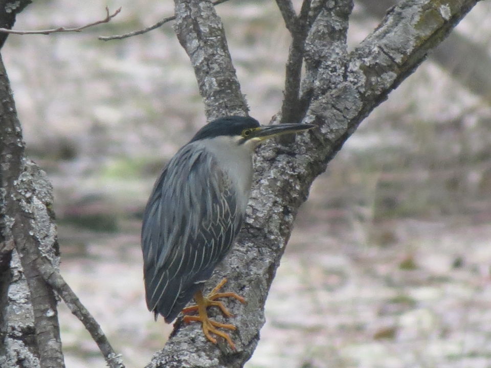Photo of Bird Watching at Pangot 79/87 by arneb banerjee