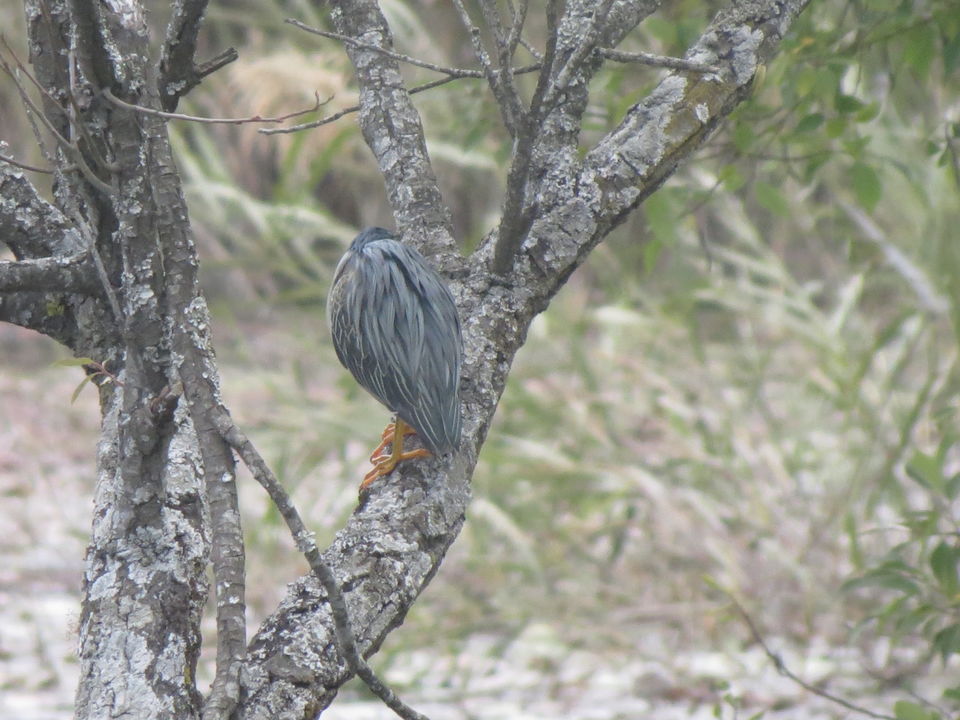 Photo of Bird Watching at Pangot 80/87 by arneb banerjee