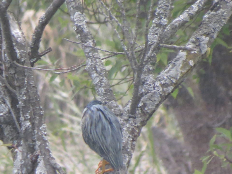 Photo of Bird Watching at Pangot 81/87 by arneb banerjee