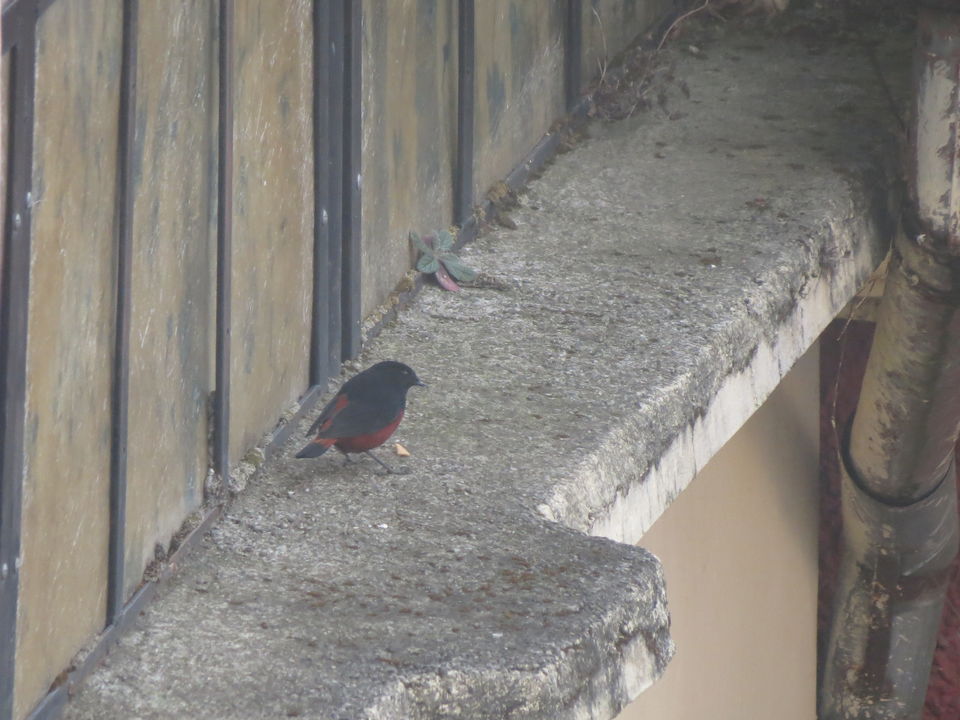 Photo of Bird Watching at Pangot 82/87 by arneb banerjee