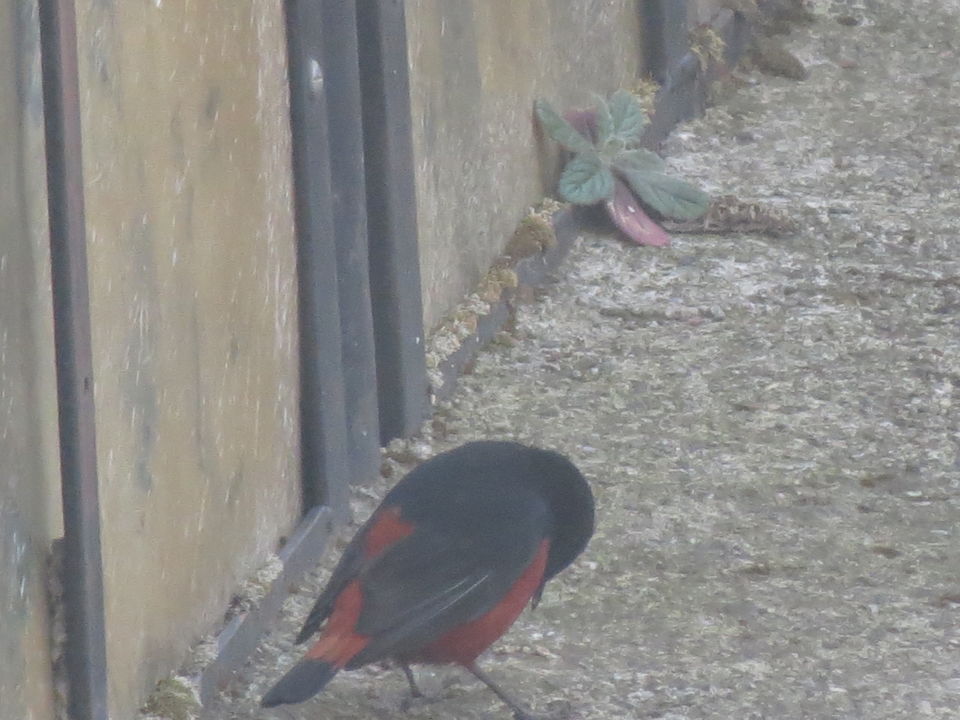 Photo of Bird Watching at Pangot 83/87 by arneb banerjee