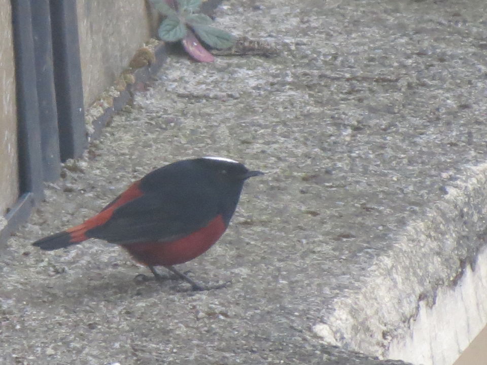 Photo of Bird Watching at Pangot 85/87 by arneb banerjee