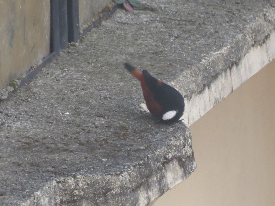 Photo of Bird Watching at Pangot 86/87 by arneb banerjee