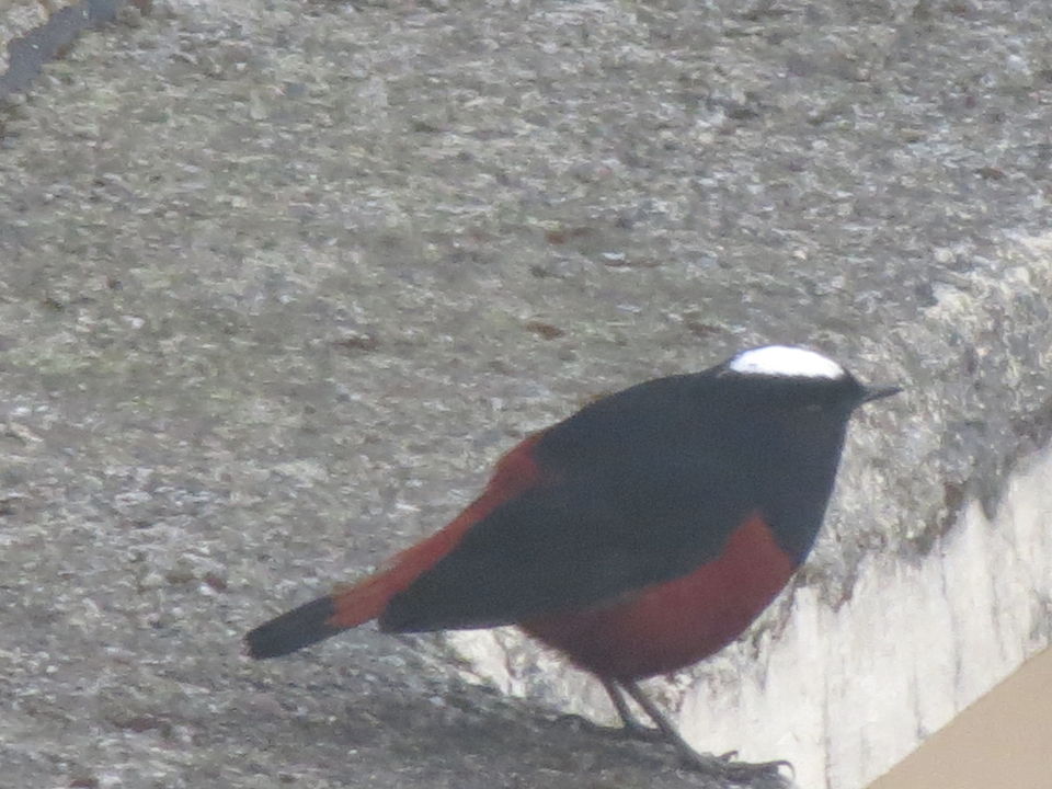 Photo of Bird Watching at Pangot 87/87 by arneb banerjee