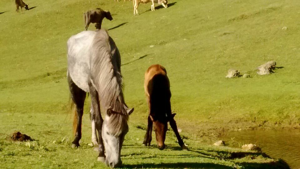 Photo of Dayara Bugyal, Uttarkashi, Uttarakhand, India by Hinal Shah