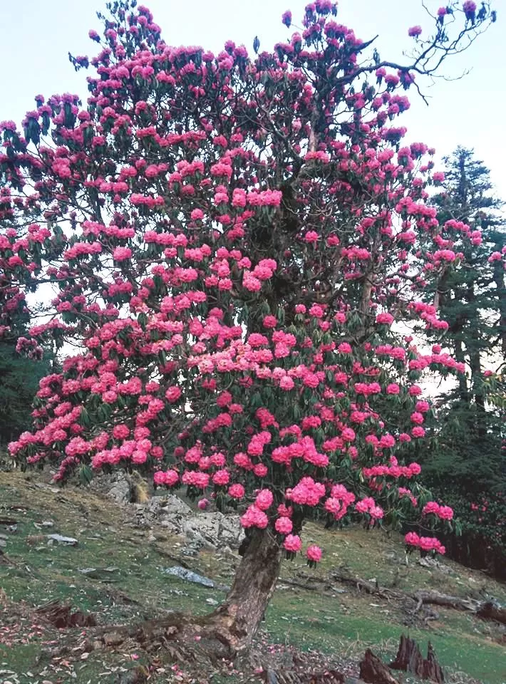Photo of Chopta, Uttarakhand, India by Hinal Shah